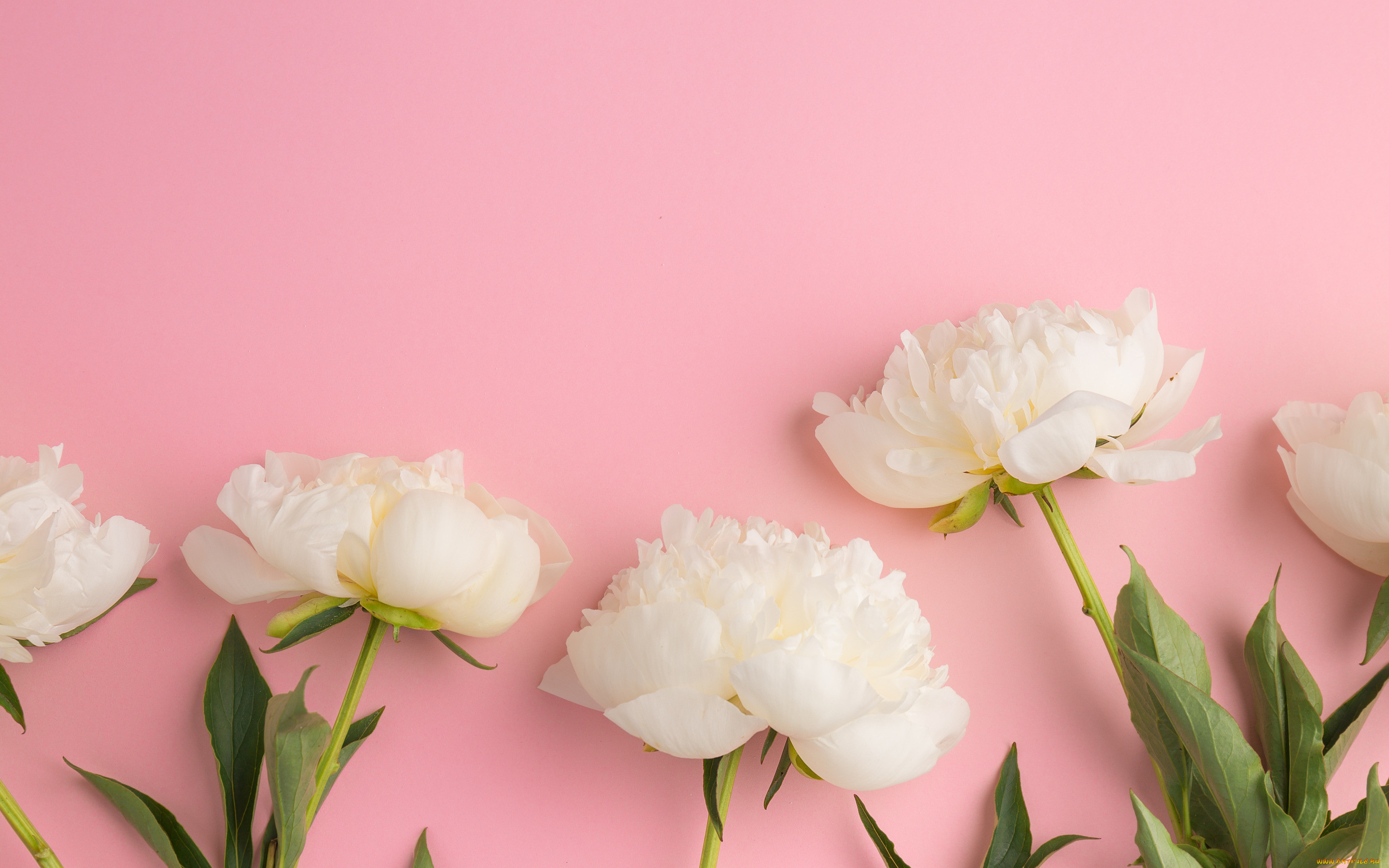 , , peonies, beautiful, , white, flowers